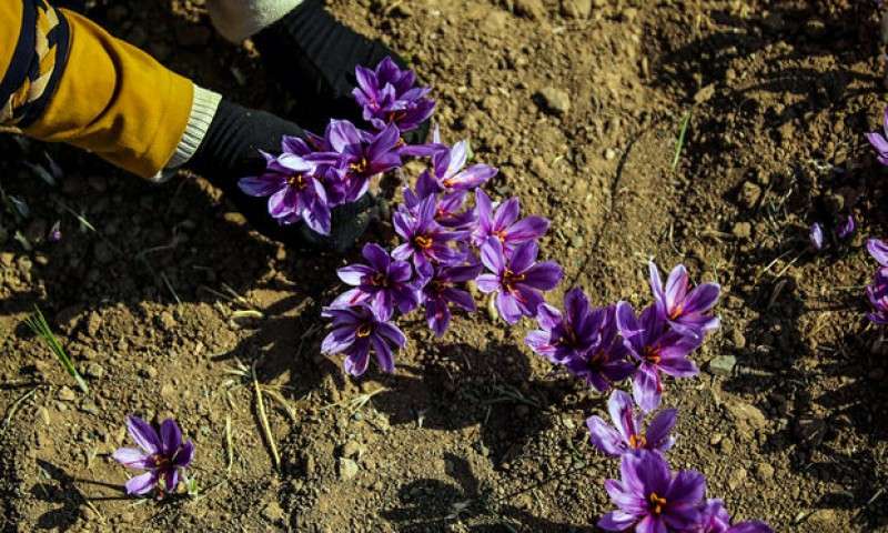 خروج پیاز زعفران ایرانی ممنوع!