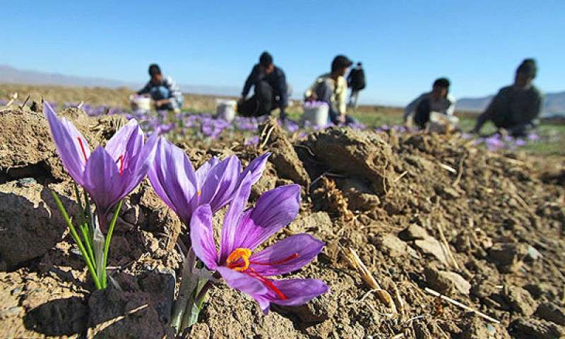 افزایش قیمت زعفران ایرانی در دنیا+ عکس