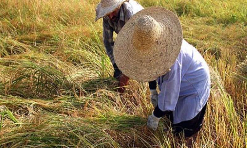 واردات برنج زخمی عمیق برتن کشاورزان ایران + عکس