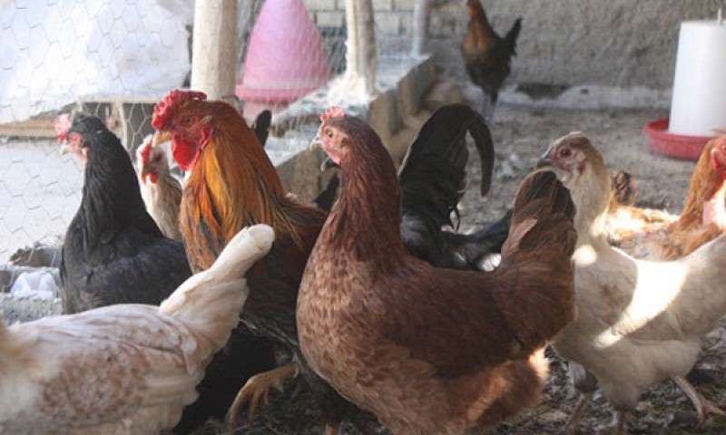 نرخ جدید مرغ و انواع مشتقات آن در بازار