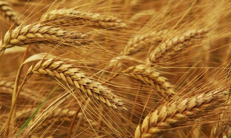 ایران گندم روسیه را تبدیل به آرد و صادر می‌کند+عکس