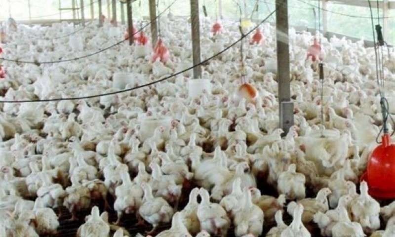 تولید مرغ بدون آنتی بیوتیک در ایران