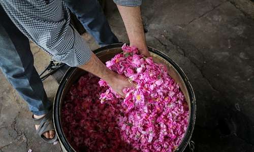 سود 12 میلیارددلاری از تولید و صادرات گلاب ایرانی + عکس