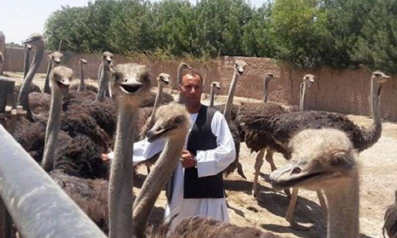 تولید شتر مرغ ایرانی توسط اتباع بیگانه!/ جوانان یاد بگیرند