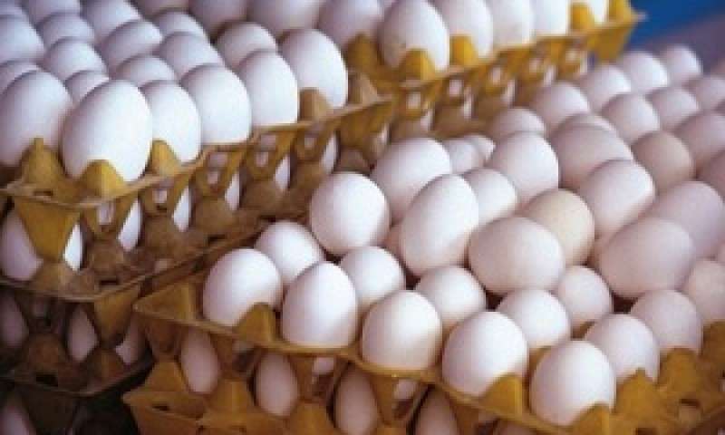 واردات تخم مرغ ضرورتی ندارد +عکس