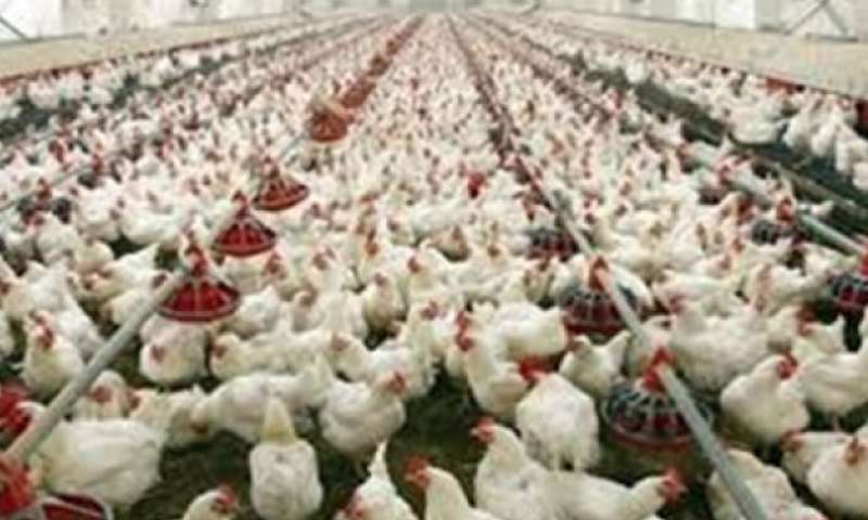کاهش جوجه ریزی با ادامه ضرر در تولید مرغ