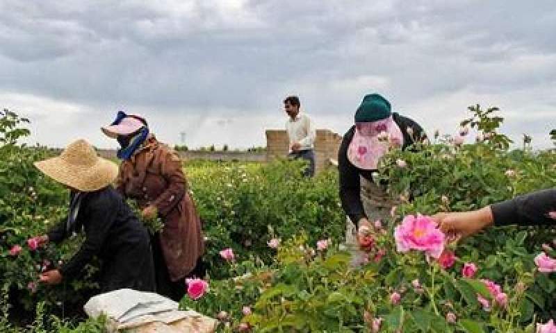 278 تن گل محمدی در خراسان شمالی برداشت شد+عکس