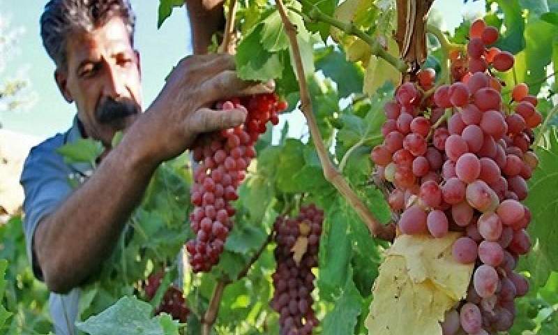 حاجی آباد هرمزگان مستعد تولید میوه های تابستانی+عکس