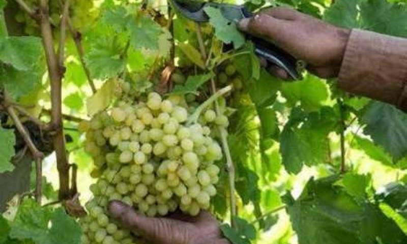 برداشت انگور در شهرستان ایوان