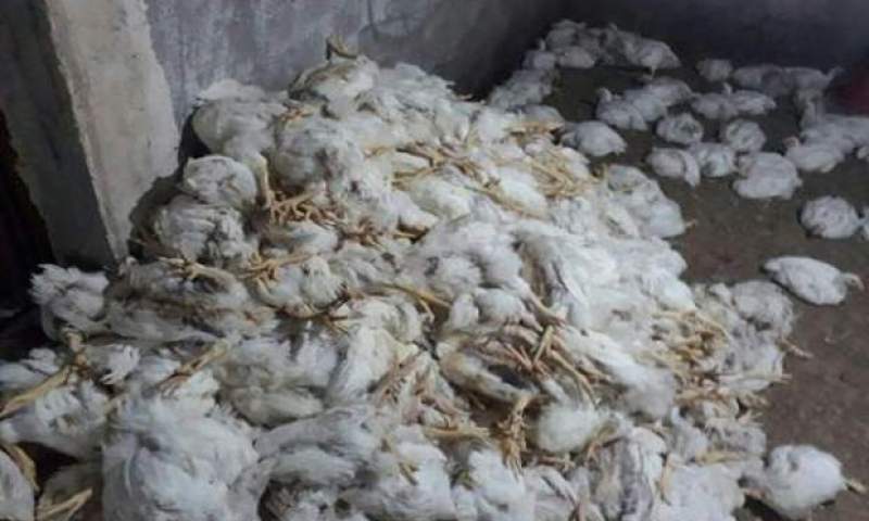 ۱۰ هزار مرغ بر اثر قطعی برق در آق قلا تلف شدند