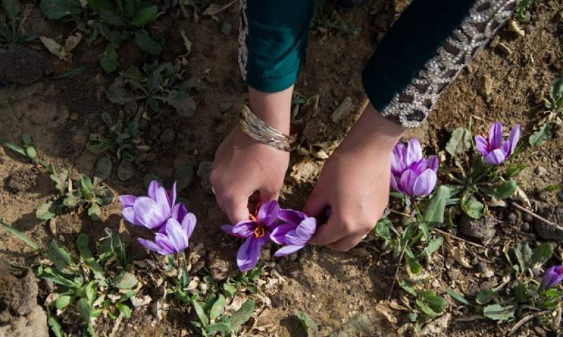 کاهش صادرات زعفران ایرانی! + عکس
