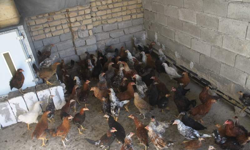 فیلم/ تولید مرغ گوشتی در گلستان