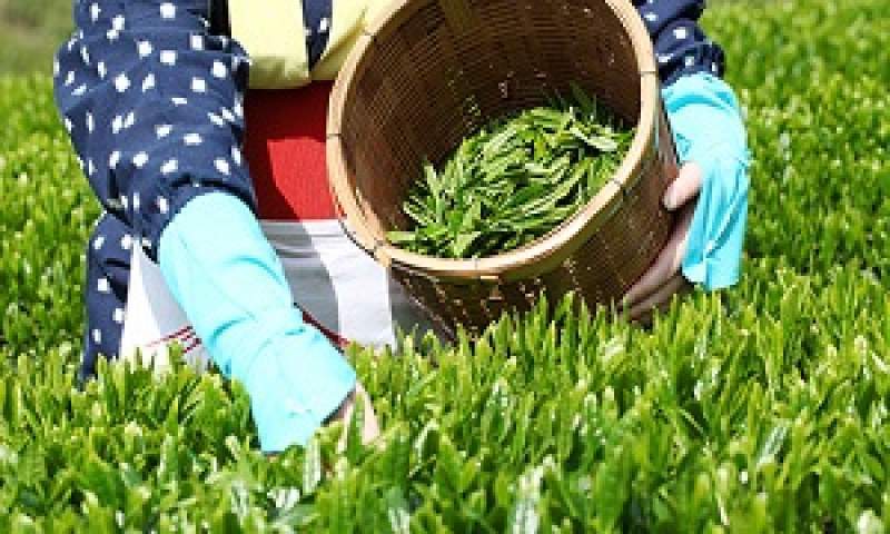 خرید تضمینی برگ سبز چای از 77 هزارتن گذشت