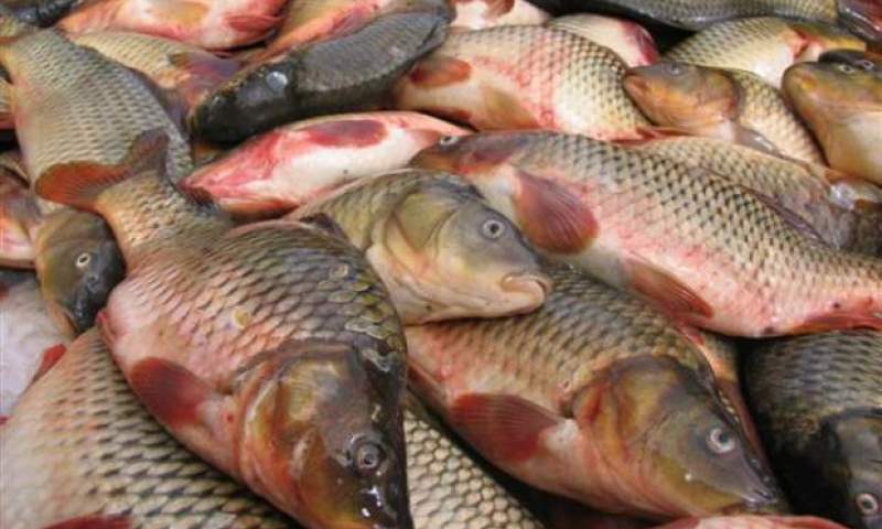 پرورش ماهی گرم آبی در خوزستان در ورطه نابودی