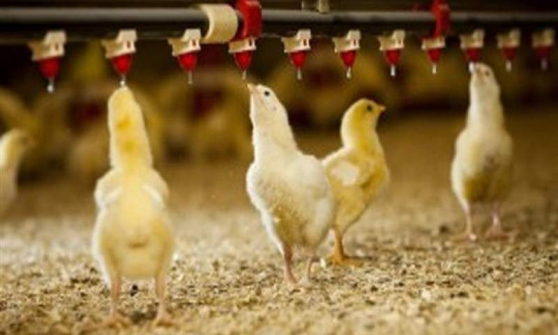 مهندسی تولید، چالش جدید صنعت مرغ