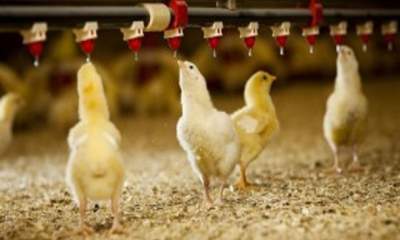 مهندسی تولید، چالش جدید صنعت مرغ