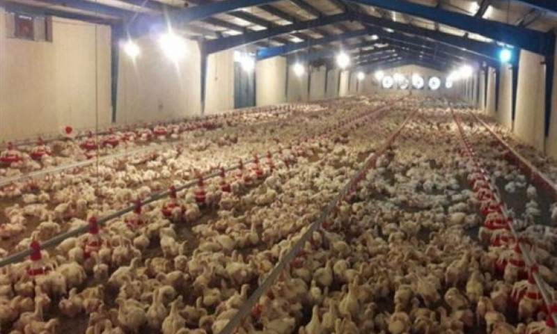 تولید کنندگان مرغ در آستانه ورشکستگی