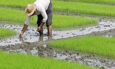 چراغ سبز به واردکنندگان با اعلام ممنوعیت کِشت برنج