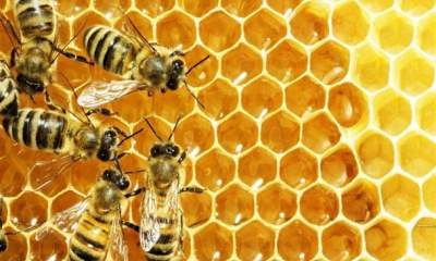 تولید عسل ارگانیک در صعب‌العبورترین نقطه اردستان
