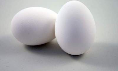 انتقاد از تصمیم دولت برای واردات تخم مرغ/آیا دستی پشت کار است؟+عکس