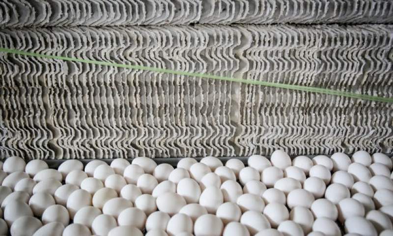 انتقاد از تصمیم دولت برای واردات تخم مرغ