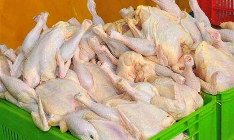 تولید 80 تن مرغ گرم در قزوین