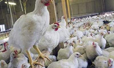 درآمد ۲۴ میلیون تومانی با تولید مرغ گوشتی + عکس