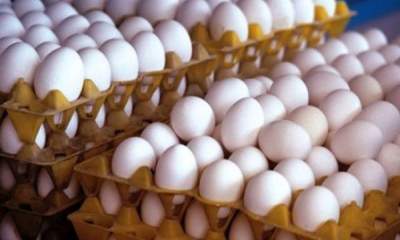 رانت‌خواران به دنبال واردات تخم مرغ