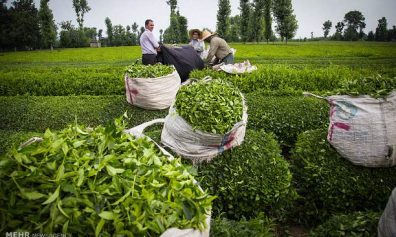 ممنوعیت صادرات چای تجدید نظر شود
