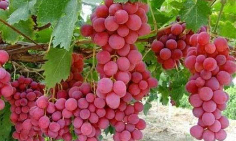 فارس رتبه نخست تولید انگور ایران