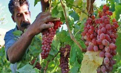 تولید 74 هزار تن انگور در قزوین