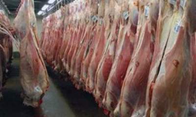 توزیع گوشت و مرغ با قیمت دولتی برای هیات