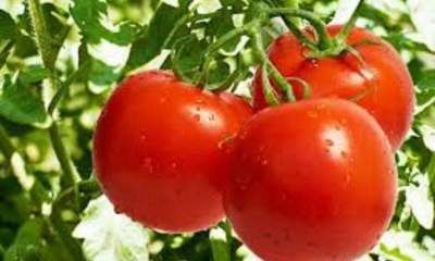 کاهش چشمگیر تولید سیب زمینی و گوجه فرنگی