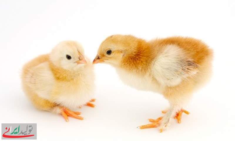 مرغک اولین تولید کننده جوجه مادر تخمگذار+فیلم
