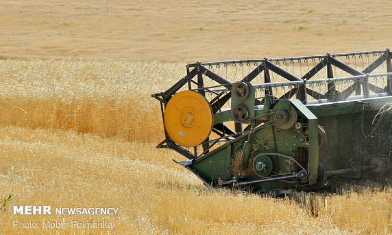 هدفگذاری تولید ۱۴ میلیون تن گندم در سال زراعی جدید
