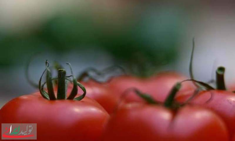ممنوعیت صادرات گوجه فرنگی ابلاغ شد+سند