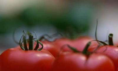 ممنوعیت صادرات گوجه فرنگی ابلاغ شد+سند
