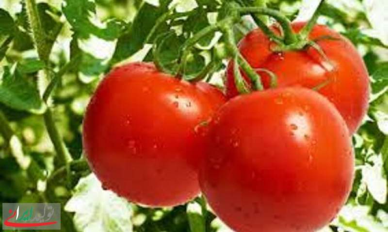 بازار گوجه فرنگی و سیب زمینی متعادل می شود
