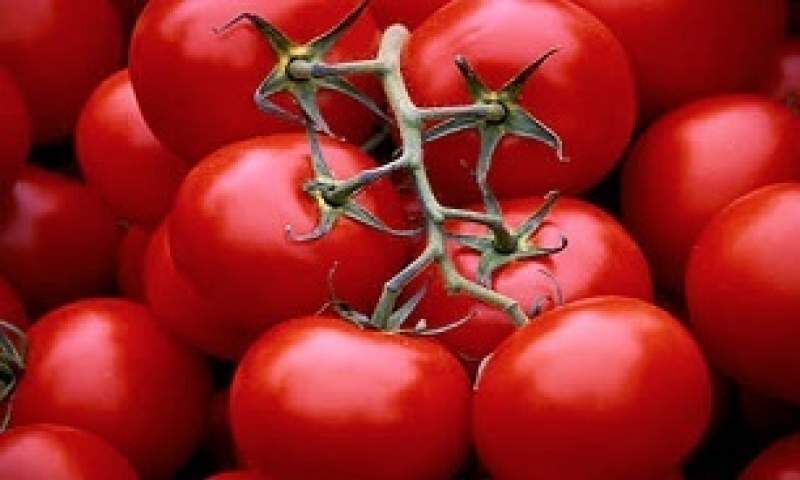 صادرات گوجه فرنگی گلخانه بهانه ای برای دور زدن قانون +عکس