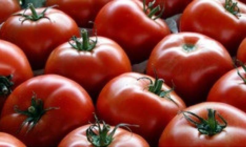 گوجه فرنگی «چینی» در راه بازار ایران!
