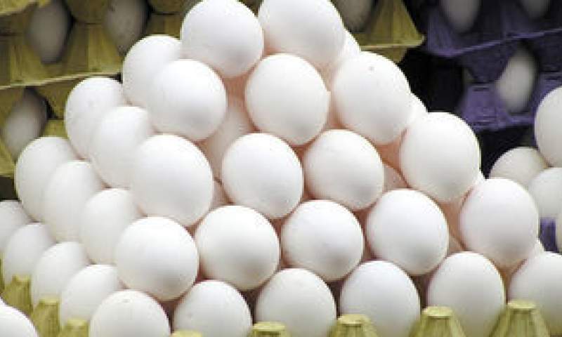 نرخ هر کیلو تخم مرغ به 7 هزار تومان رسید+عکس