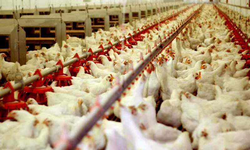رشد ۳۳ درصدی تورم تولیدکننده محصولات مرغداری‌ها در تابستان