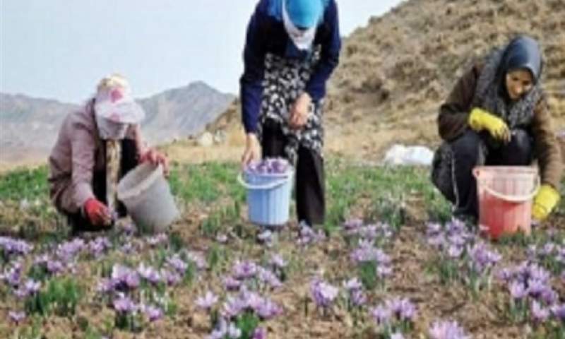 استقبال کشاورزان کوثری از کشت زعفران