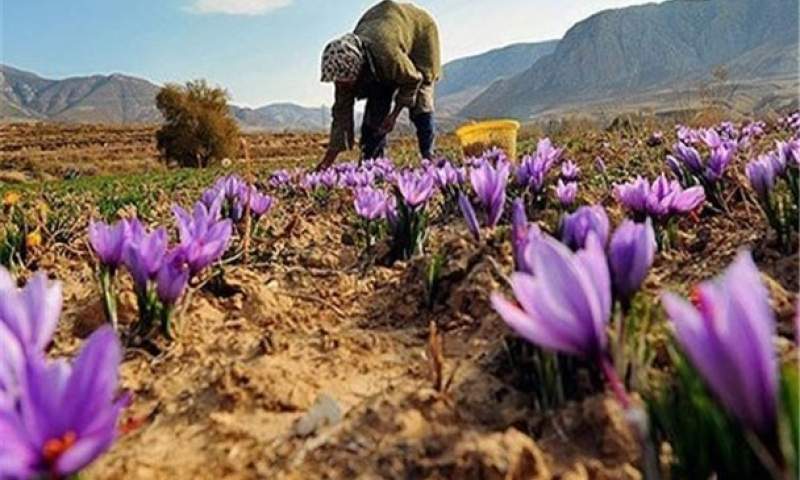 اصفهان چهارمین تولیدکننده بزرگ زعفران در کشور