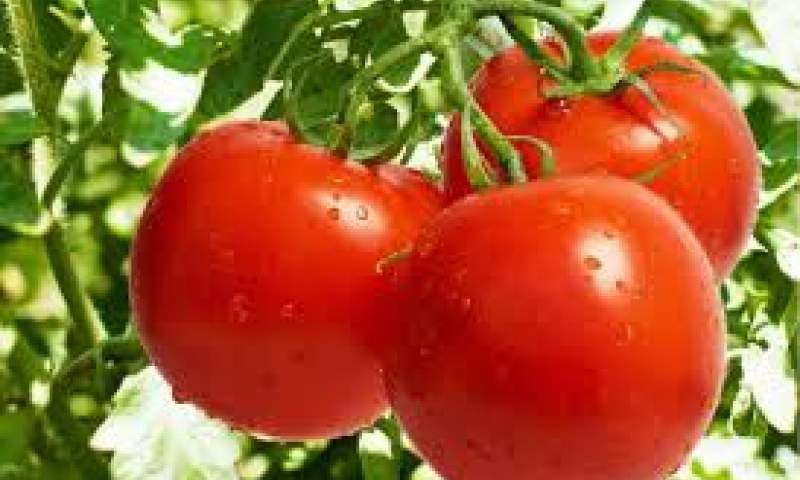 گوجه فرنگی گلخانه ای کیلویی چند؟