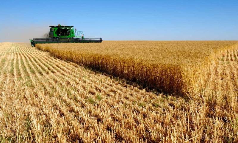 خطر در بیخ گوش صنعت کشاورزی کشور؛ گندم همچون بنزین در باتلاق قاچاق فرو نرود
