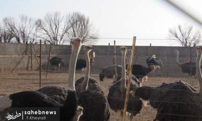 تولید و پرورش شتر مرغ مقرون به صرفه است