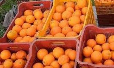 خرید توافقی پرتقال شمال حداقل کیلویی 2 هزار تومان
