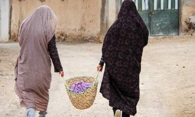 تولید 90 درصد «زعفران» جهان در ایران