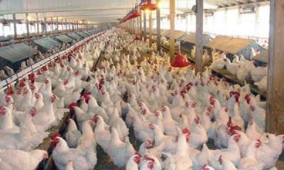 افتتاح مدرن‌ترین مزرعه پرورش مرغ مادر گوشتی در شرق کشور